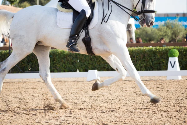 Spanish Horse — Stock Photo, Image