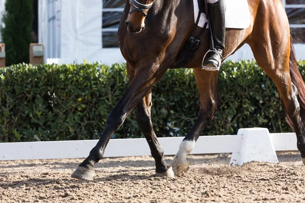 Cavallo spagnolo — Foto Stock