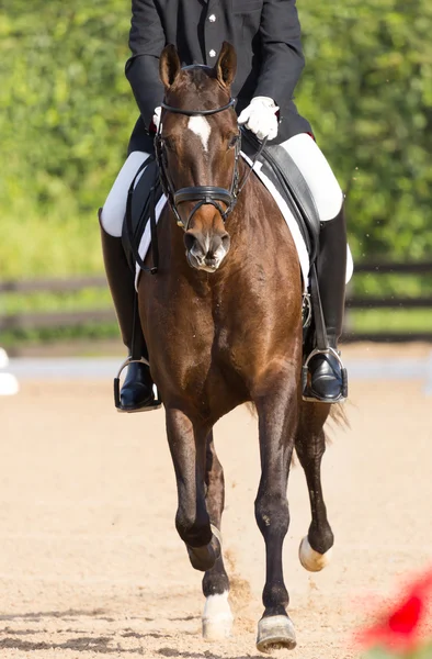 Koń hiszpański — Zdjęcie stockowe