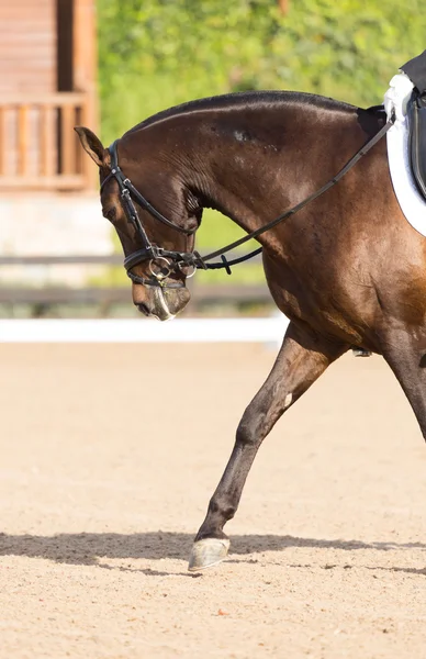 Spanisches Pferd — Stockfoto