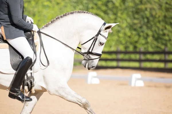 Cavallo spagnolo — Foto Stock