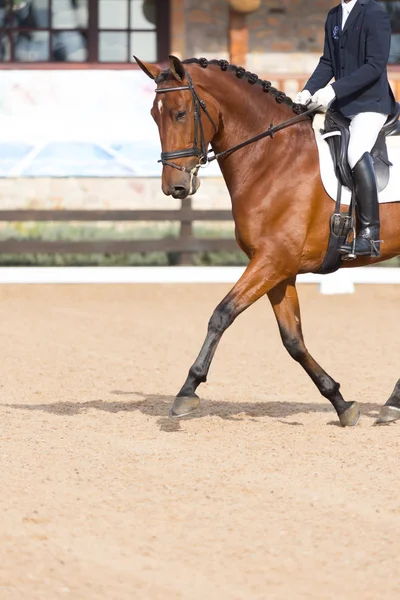Spanisches Pferd — Stockfoto