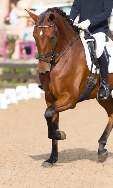 スペインの馬 — ストック写真