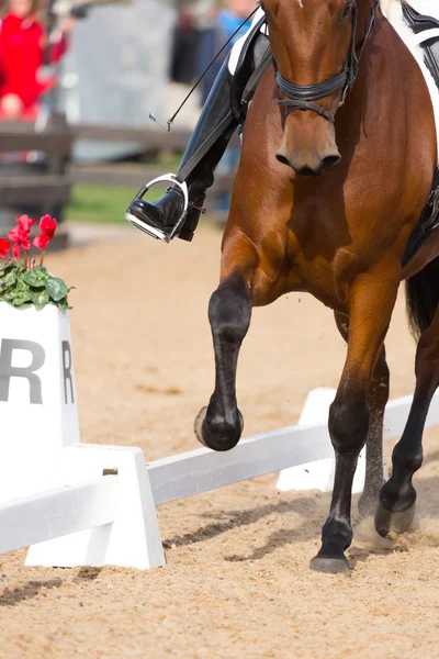 Cavalo espanhol — Fotografia de Stock