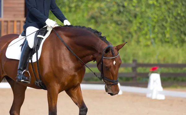 Caballo español — Foto de Stock