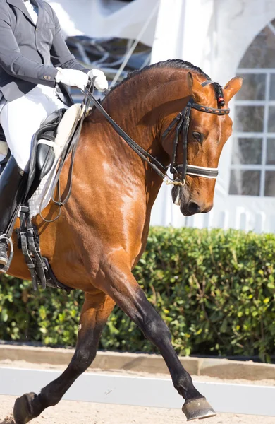 Spanish Horse — Stock Photo, Image