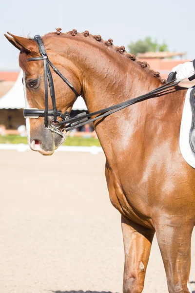 Cavallo spagnolo — Foto Stock