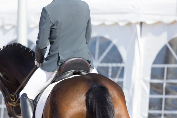 Spanish Horse — Stock Photo, Image