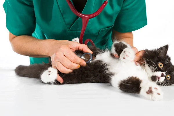 Veterinær med kattunge – stockfoto