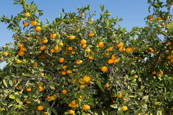 Mandarinos у Валенсії — стокове фото