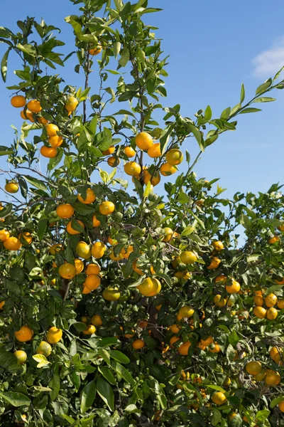 Mandarinos en Valencia — Foto de Stock