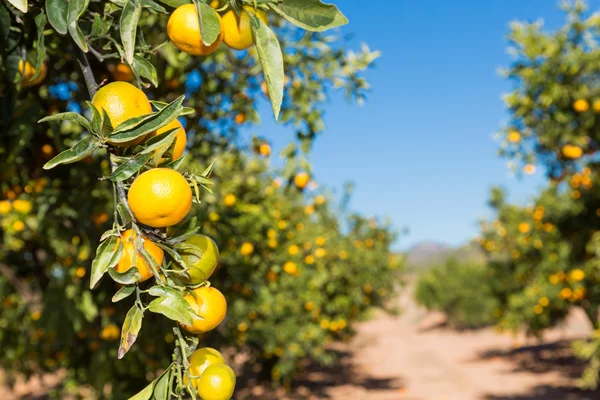 Mandarinos en Valencia —  Fotos de Stock