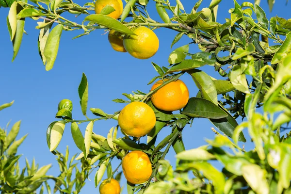 Mandarinen in Valencia — Stockfoto