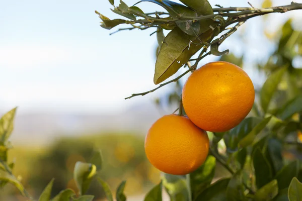 Valencia oranžové stromy — Stock fotografie