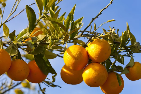 Valencia portakal ağaçları