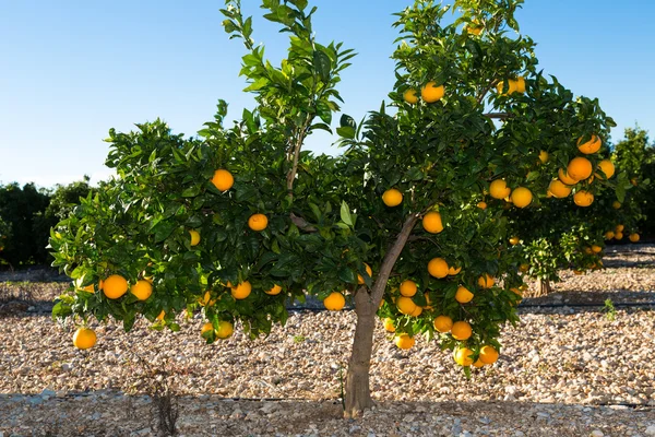 Valencia oranžové stromy — Stock fotografie