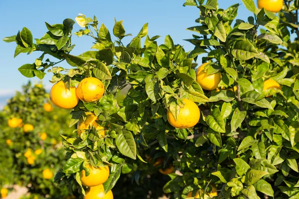 Valencia oranžové stromy — Stock fotografie