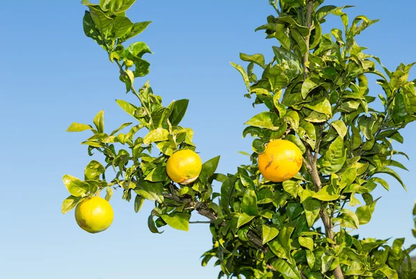 Valencia oranje bomen — Stockfoto