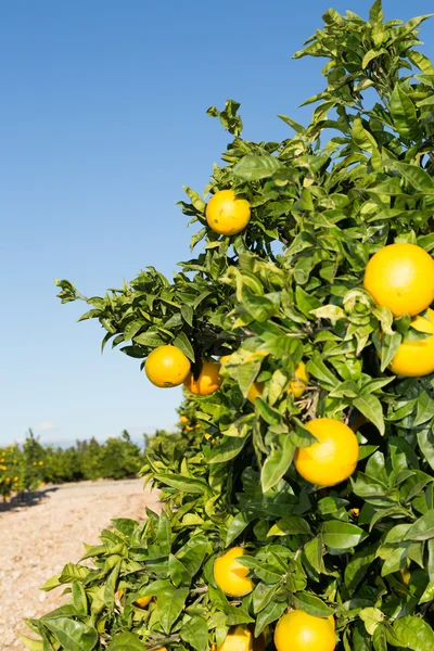 Valencia oranžové stromy — Stock fotografie