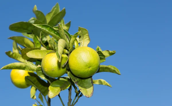 Valencia oranje bomen — Stockfoto