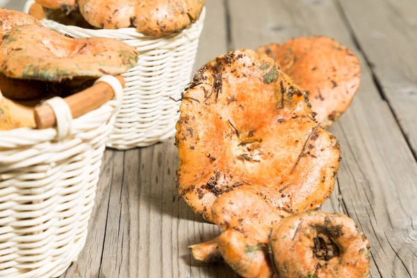 Freshly picked mushrooms — Stock Photo, Image