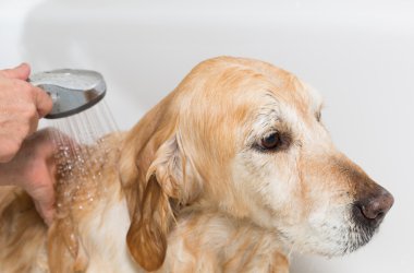 bir köpek için banyo