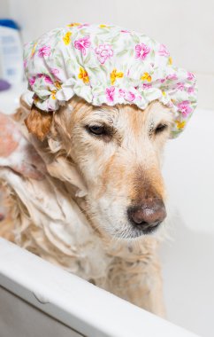 bir köpek için banyo