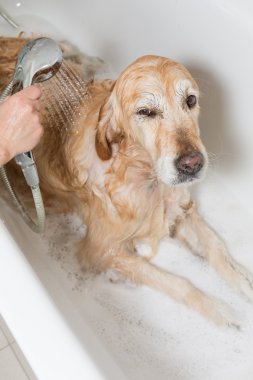 bir köpek için banyo