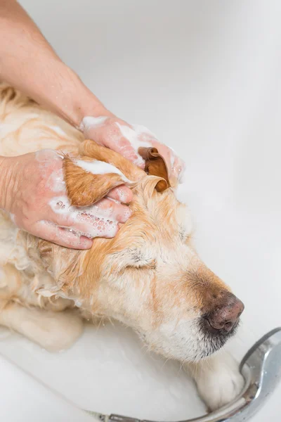 Salle de bain à un chien — Photo