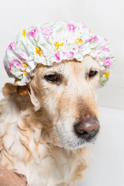 Banheiro a um cão — Fotografia de Stock