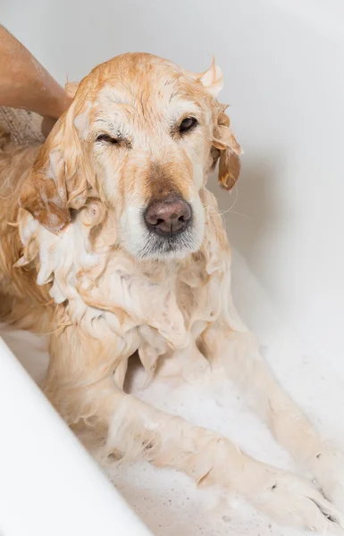 Bathroom to a dog — Stock Photo, Image