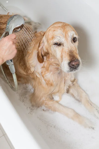 Badrum till en hund — Stockfoto