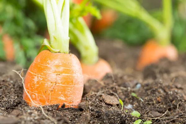 Zanahorias — Foto de Stock