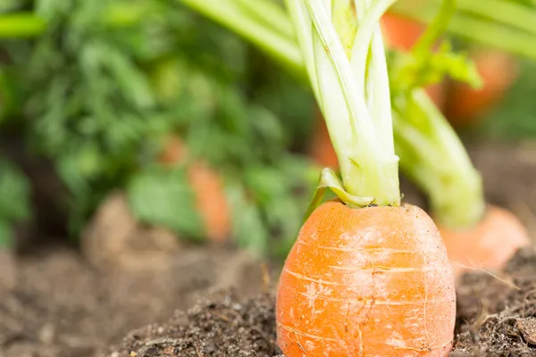 Zanahorias — Foto de Stock