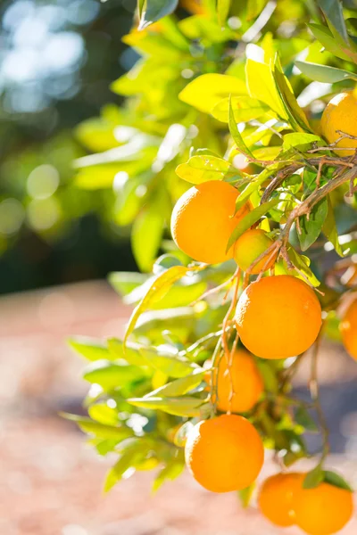 Valencia oransje trær – stockfoto