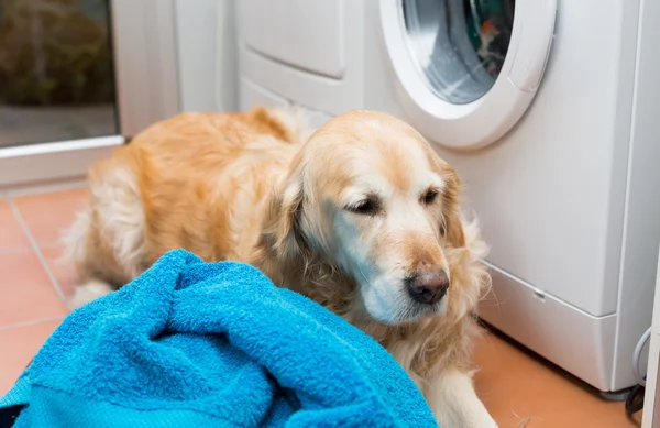 Golden Retriever beim Wäschewaschen — Stockfoto