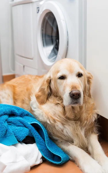 Golden Retriever doing laundry — Stock Photo, Image