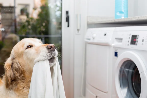 Golden Retriever doing laundry — Stock Photo, Image