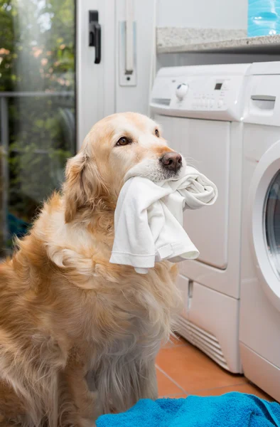 Golden Retriever doing laundry — Stock Photo, Image