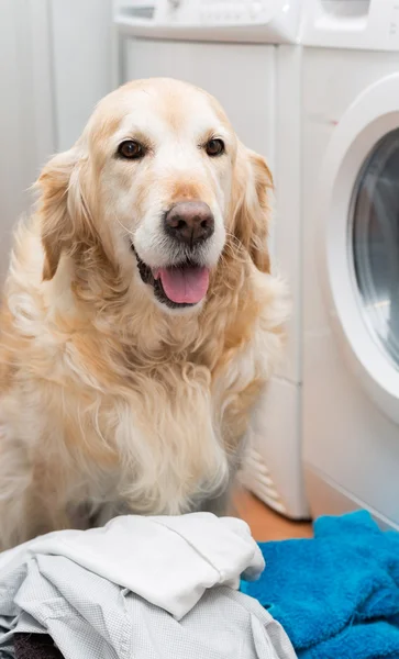 Golden Retriever doing laundry — Stock Photo, Image