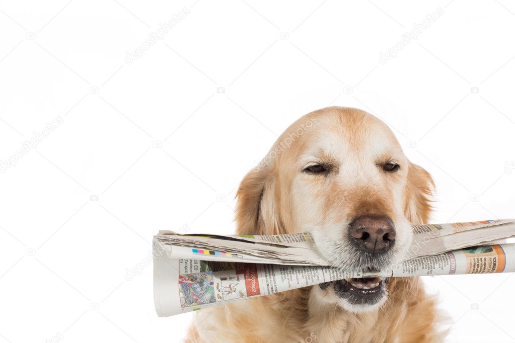 Golden Retriever with a newspaper