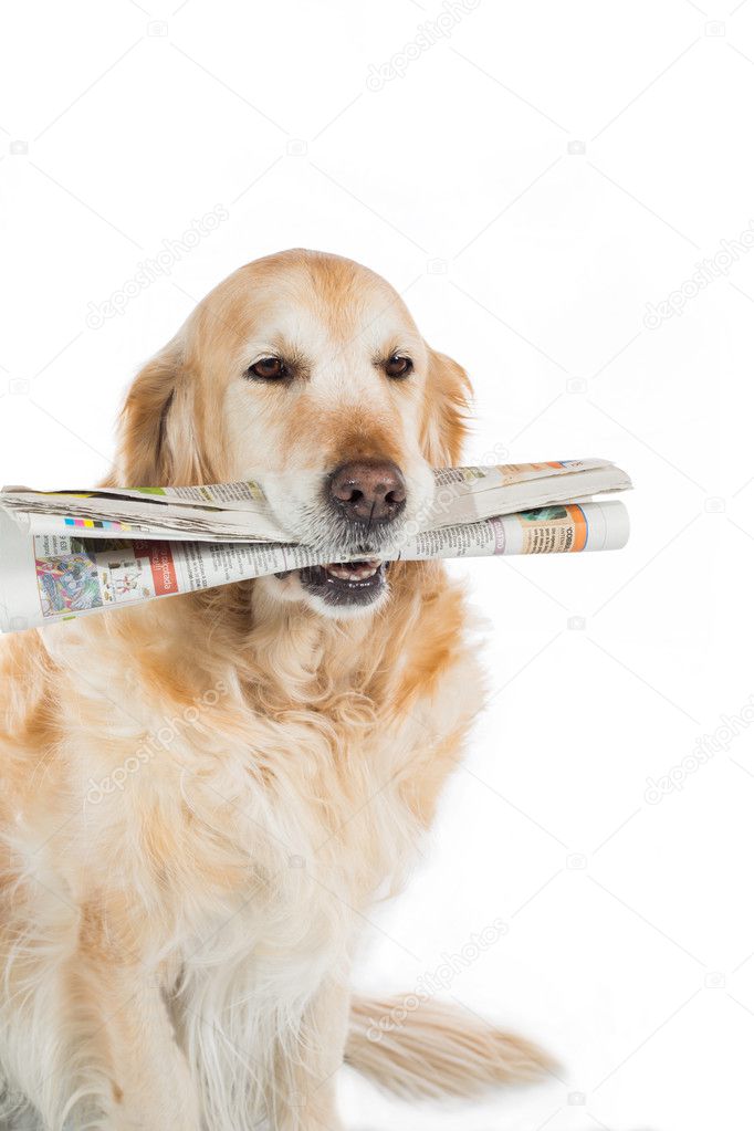 Golden Retriever with a newspaper