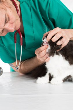 Veteriner ile yavru kedi