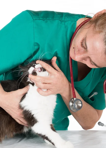 Veterinär med kattunge — Stockfoto