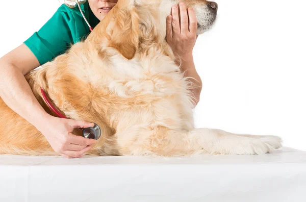 Veterinaire raadpleging — Stockfoto