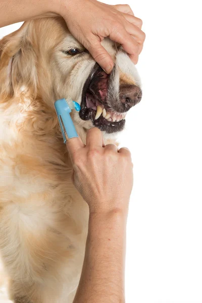 Veterinary consultation — Stock Photo, Image