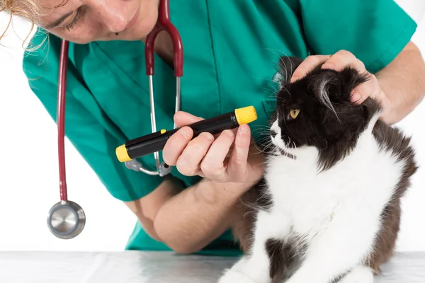 Veterinär med kattunge — Stockfoto