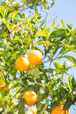 Valencia portakal ağaçları
