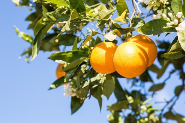 Valencia portakal ağaçları