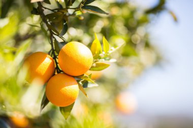 Valencia portakal ağaçları